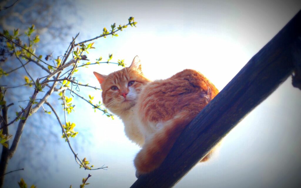 Warm Spring Morning: Fluffy Orange Cat in Serene Nature Scene Wallpaper