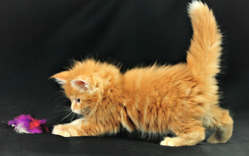 Playful Orange Kitten with Feather Toy - Charming Wallpaper Background
