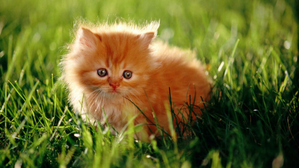 Charming Fluffy Orange Kitten on Serene Green Grass Wallpaper Background