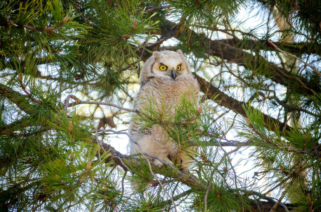 Fluffy Owl Perched on Branch Amidst Lush Greenery Wallpaper