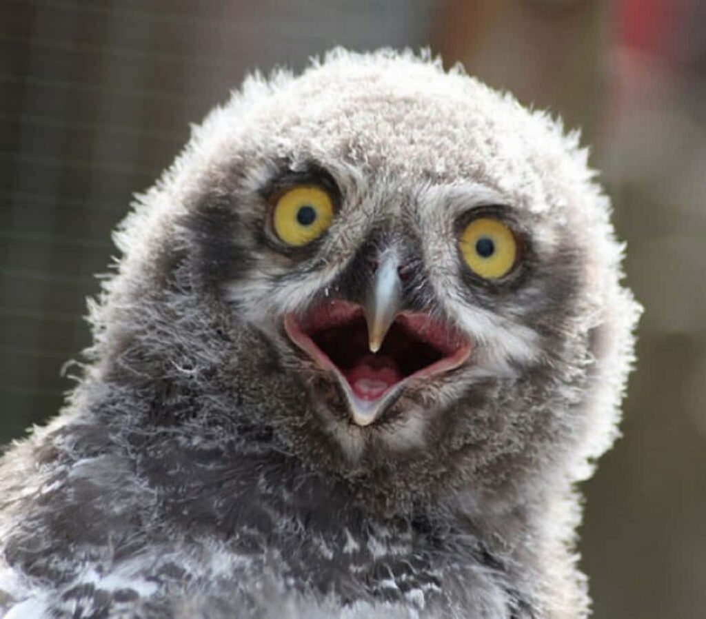Fluffy Owl with Bright Eyes: Comical Wallpaper Background