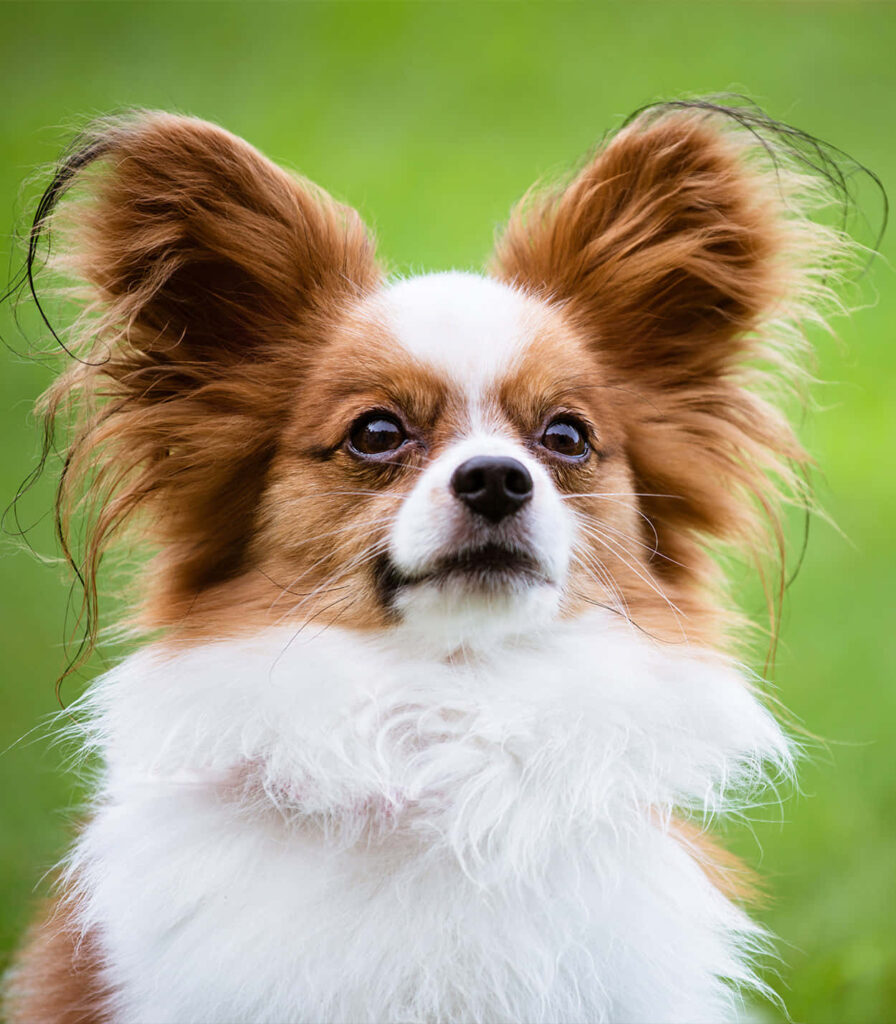 Close-Up Papillon Dog Wallpaper: Fluffy Fur & Expressive Ears