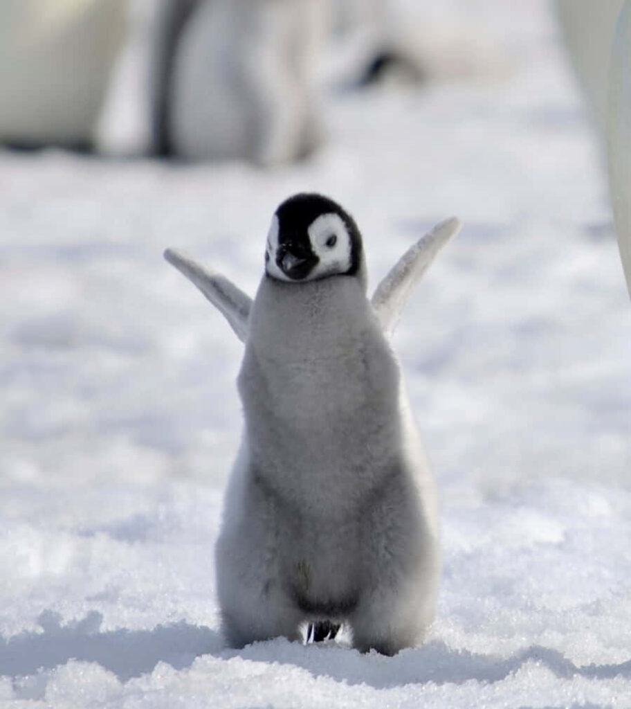 Fluffy Penguin Chick Wallpaper on Snowy Background - Heartwarming Scene