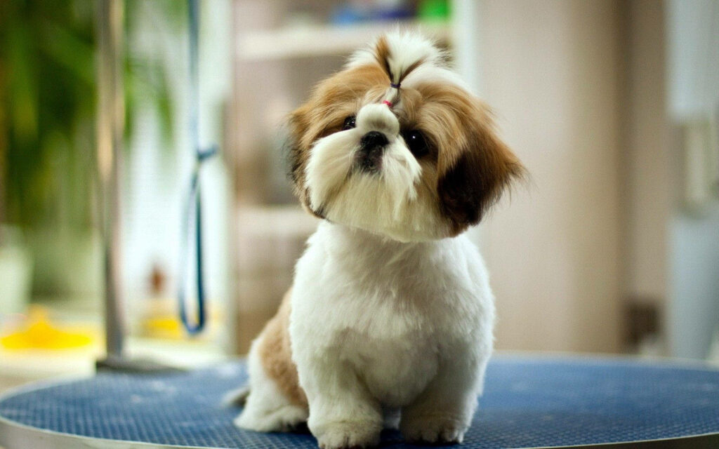Fluffy and Fabulous: A Picture-Perfect Shih Tzu Posing on a Vibrant Blue Pad in Dreamy Surroundings Wallpaper