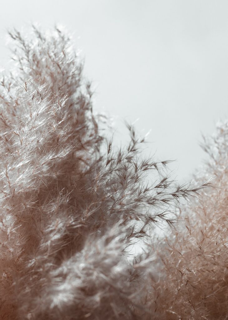 Delicate Fluffy Plant Spikelets Macro: Soft Texture Wallpaper Background