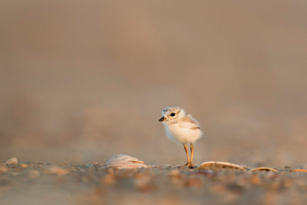Soft Focus Plover Chick Wallpaper: Serene Sandy Terrain Background