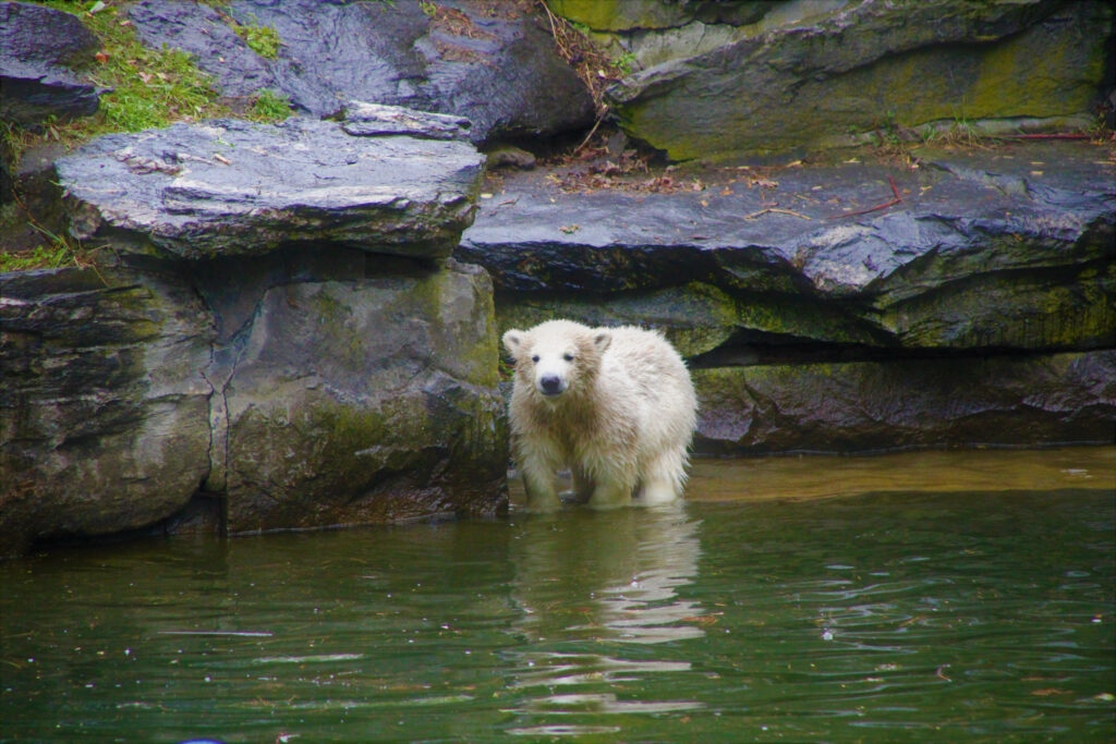 Fluffy Polar Bear Cub in Shallow Water: Serene Nature Wallpaper