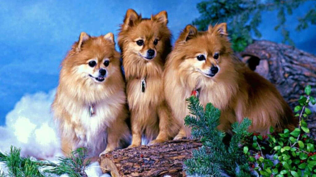 Charming Pomeranian Dogs Wallpaper: Serene Nature Background