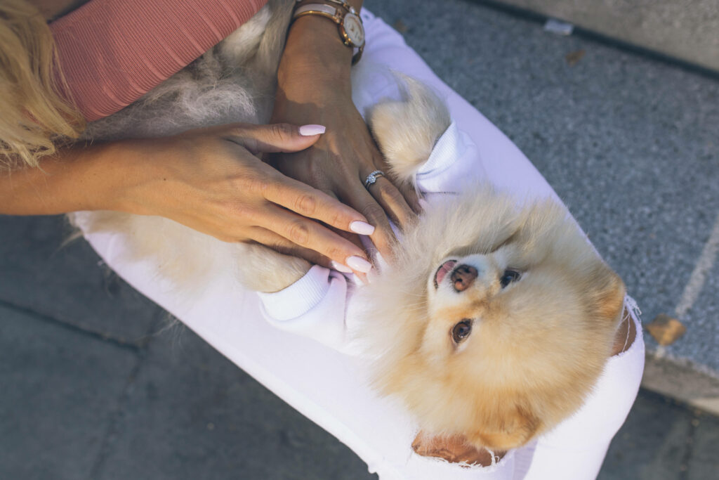 Fluffy Pomeranian Upside Down on Lap - Tender Moment Wallpaper