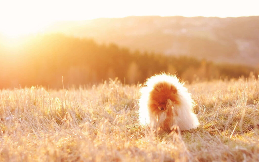 Fluffy Pomeranian at Sunset: Serene Grass Wallpaper Background