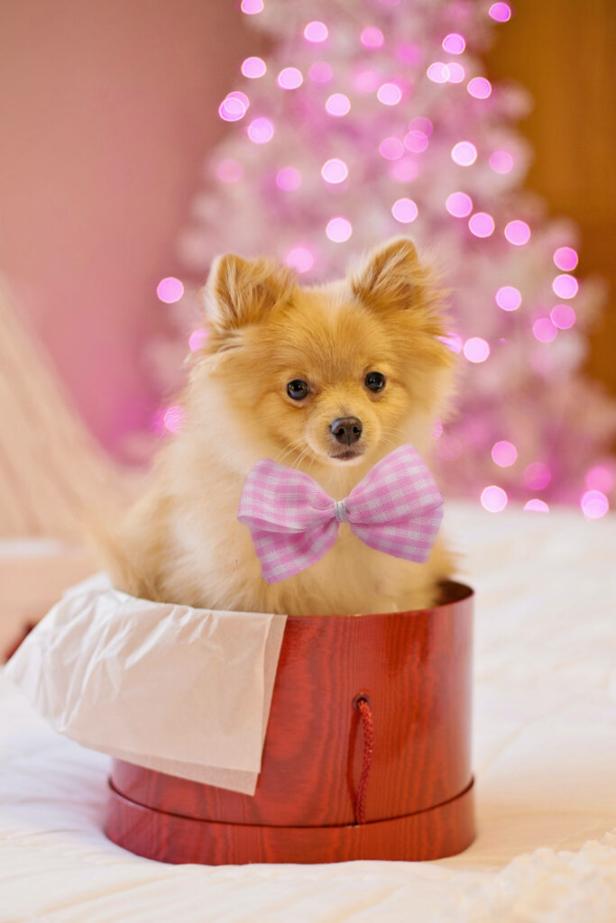 Charming Pomeranian in Red Box with Pink Ribbon - Cozy Wallpaper