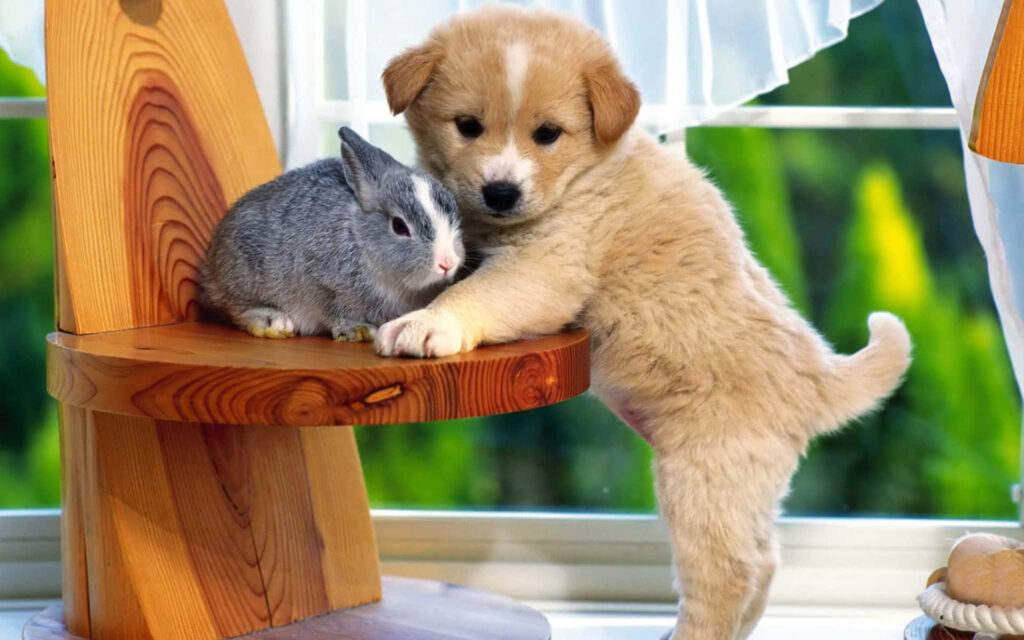 Fluffy light brown puppy leaning on chair beside grey white rabbit soft natural light green foliage Wallpaper