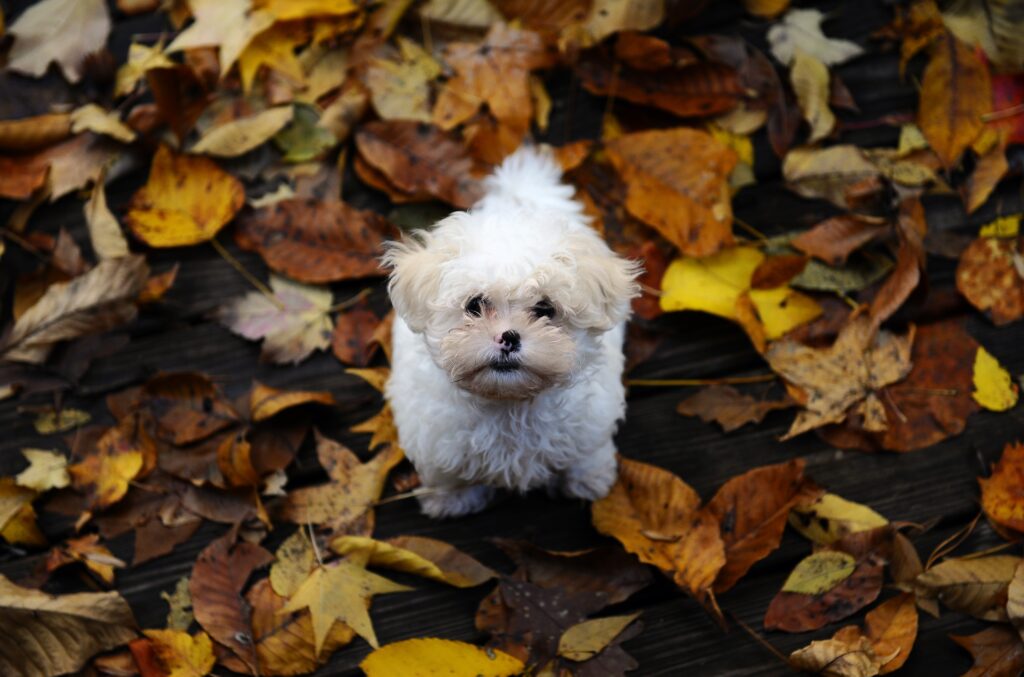 Adorable Puppy Among Colorful Autumn Leaves - Cozy Fall Background Wallpaper