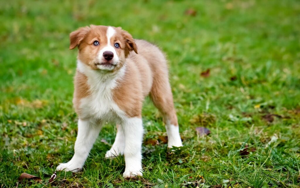 Fluffy Puppy Alert on Lush Green Lawn - Heartwarming Scene Wallpaper