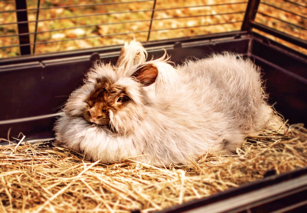 Cozy Fluffy Rabbit on Straw Bed - Serene Wallpaper Background