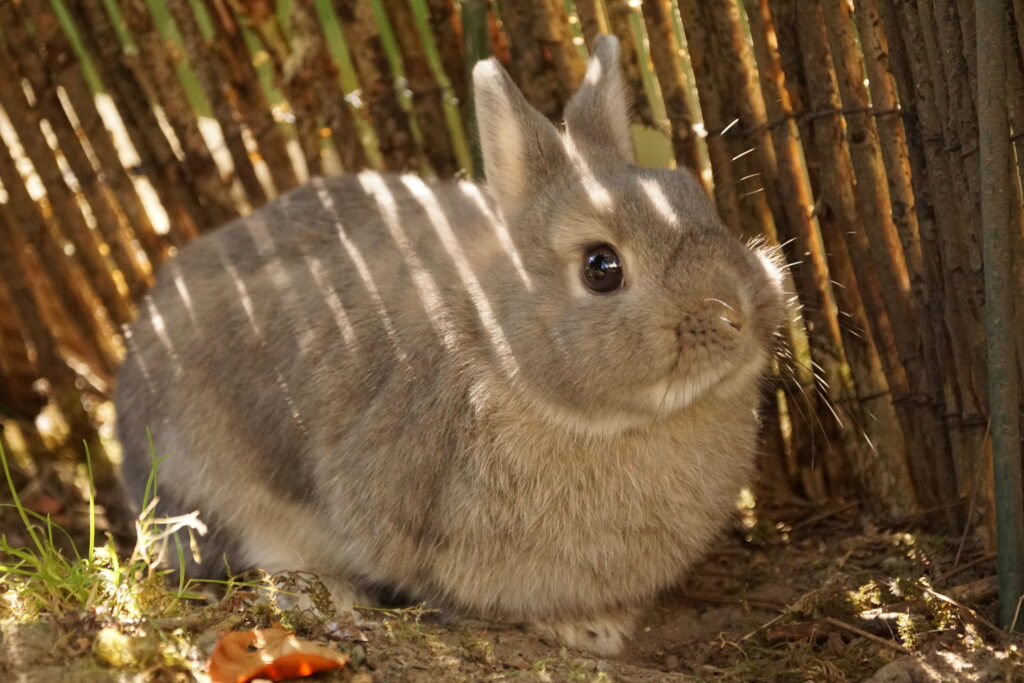 Fluffy Rabbit Wallpaper: Cute Bunny with Wooden Fencing Background