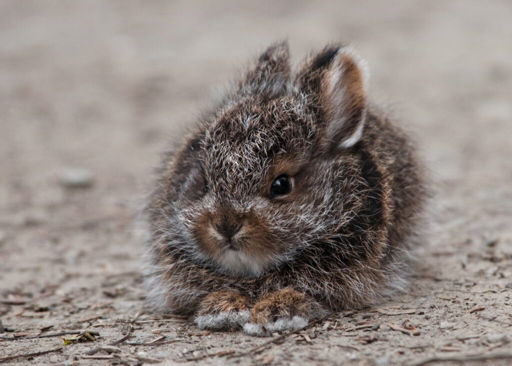 Fluffy Rabbit Resting on Earthy Background – Charming Wallpaper