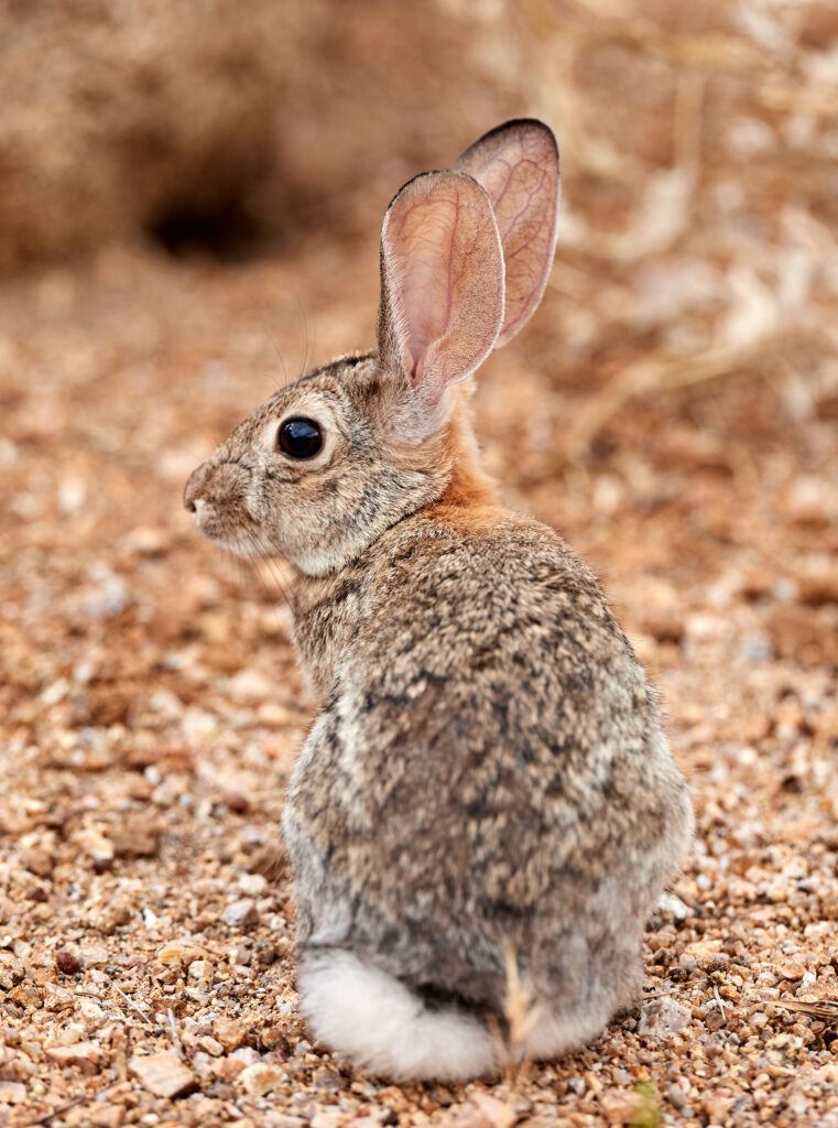 Fluffy Rabbit with Prominent Ears Against Earthy Background Wallpaper