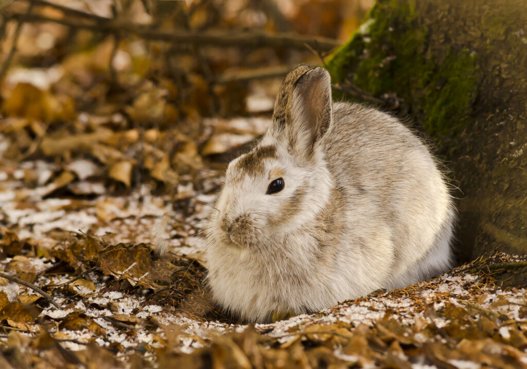 Fluffy Rabbit Among Frosty Leaves - Serene Nature Background Wallpaper