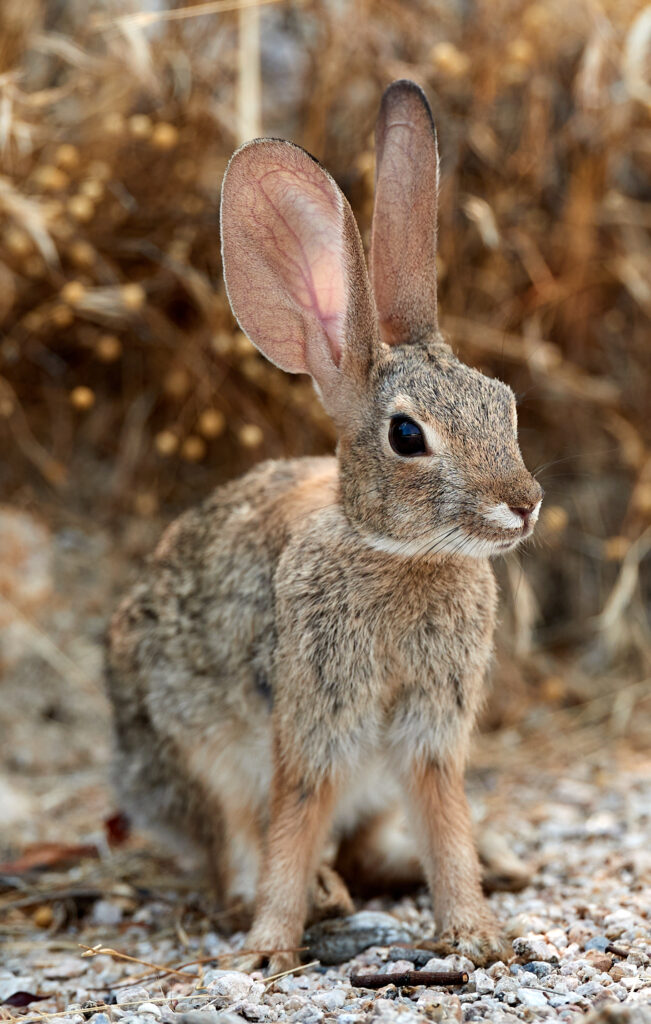 Fluffy Rabbit with Large Ears in Serene Nature-Inspired Background Wallpaper