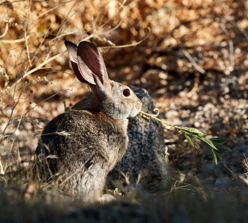 Fluffy Rabbit in Grass: Warm Earthy Toned Nature Background Wallpaper