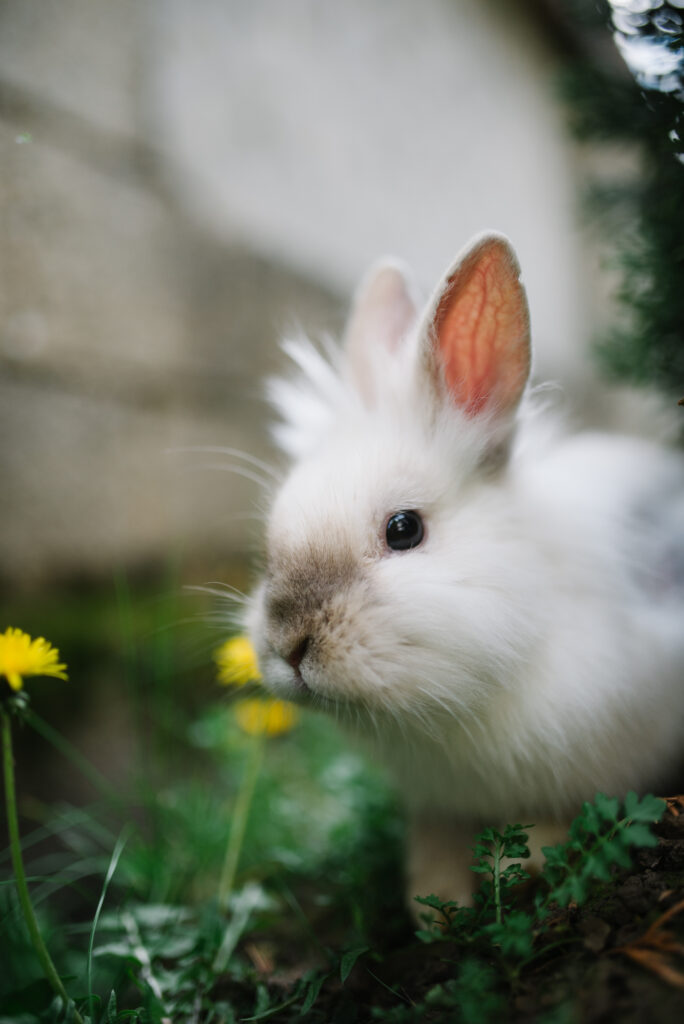 Charming Fluffy Rabbit in Lush Green Grass with Yellow Flowers Wallpaper