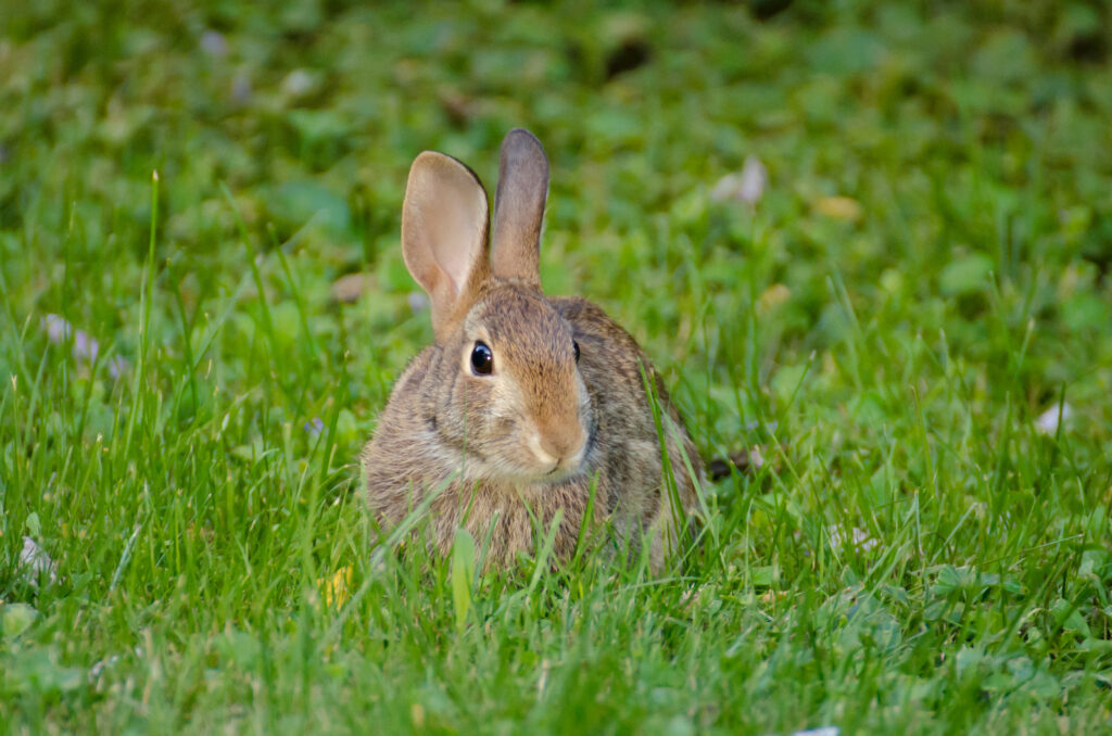 Fluffy Rabbit in Lush Green Grass - Nature Background Wallpaper