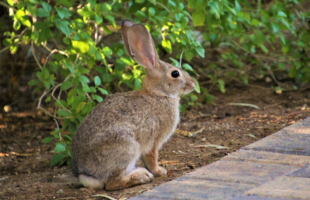 Fluffy Rabbit in Profile Against Serene Greenery - High-Res Wallpaper