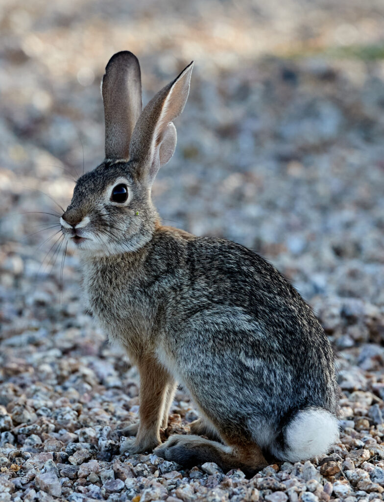 Fluffy Rabbit on Gravel Path - Serene Nature Wallpaper Background