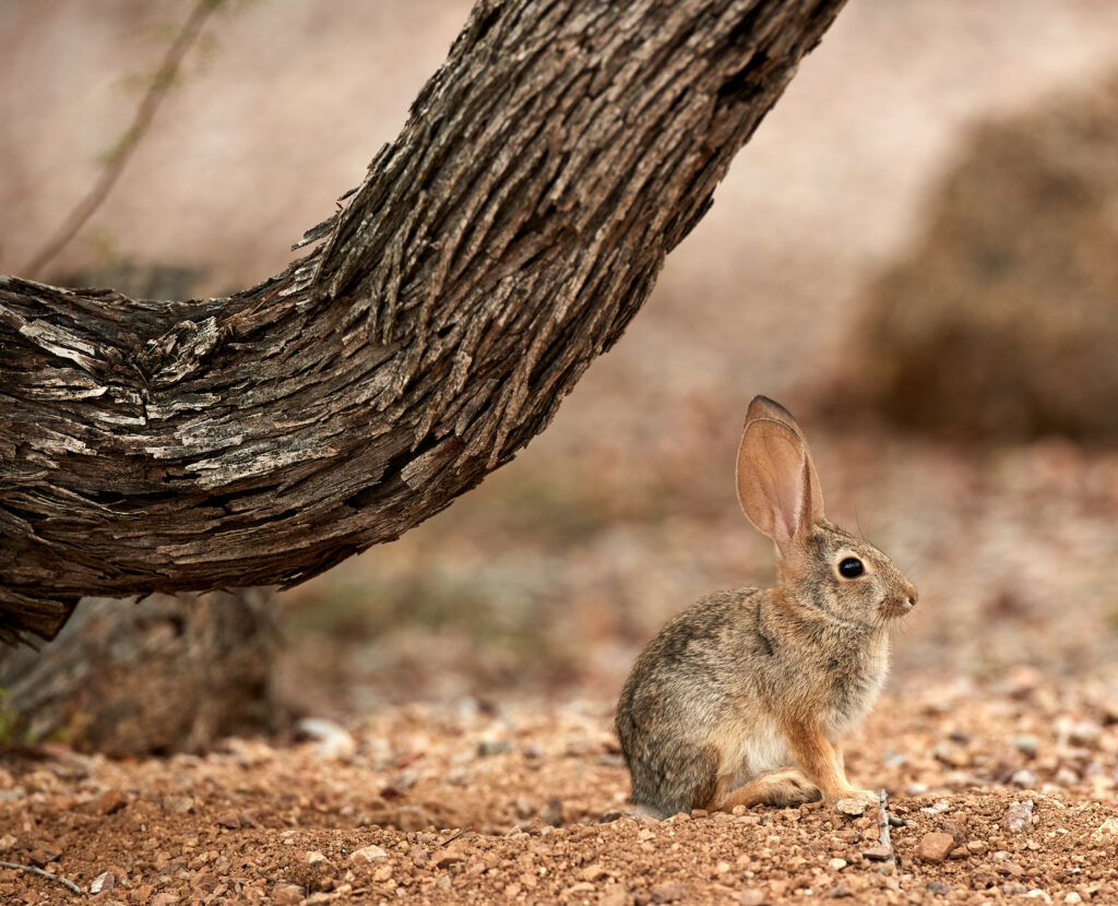 Fluffy Rabbit with Large Ears on Rugged Tree Background Wallpaper