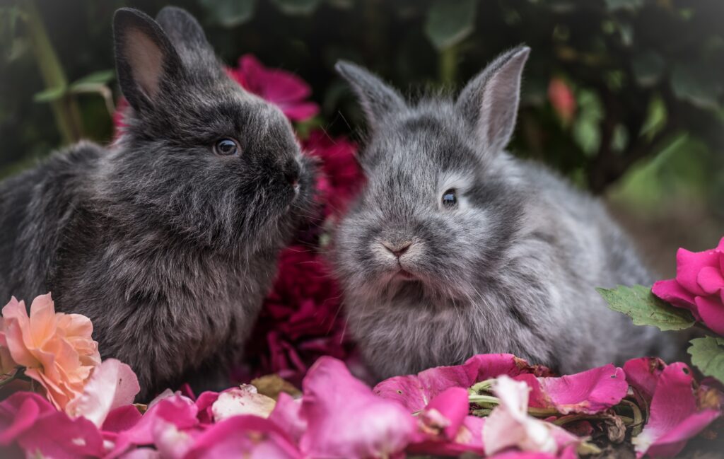 Serene Rabbits in Vibrant Petals - Nature-Inspired Wallpaper