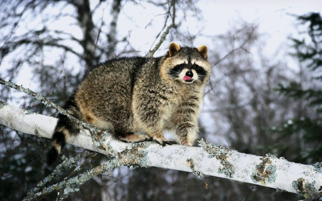 Fluffy Raccoon on Snowy Branch in Wintry Forest Wallpaper