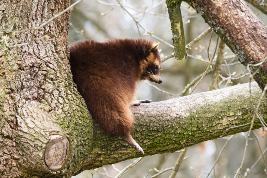 Fluffy Raccoon on Tree Branch - Serene Nature Wallpaper