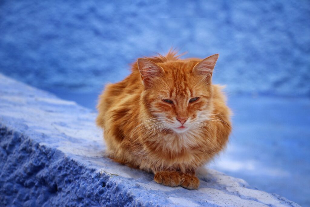 Fluffy Red Cat on Bright Blue Background: Striking and Serene Wallpaper