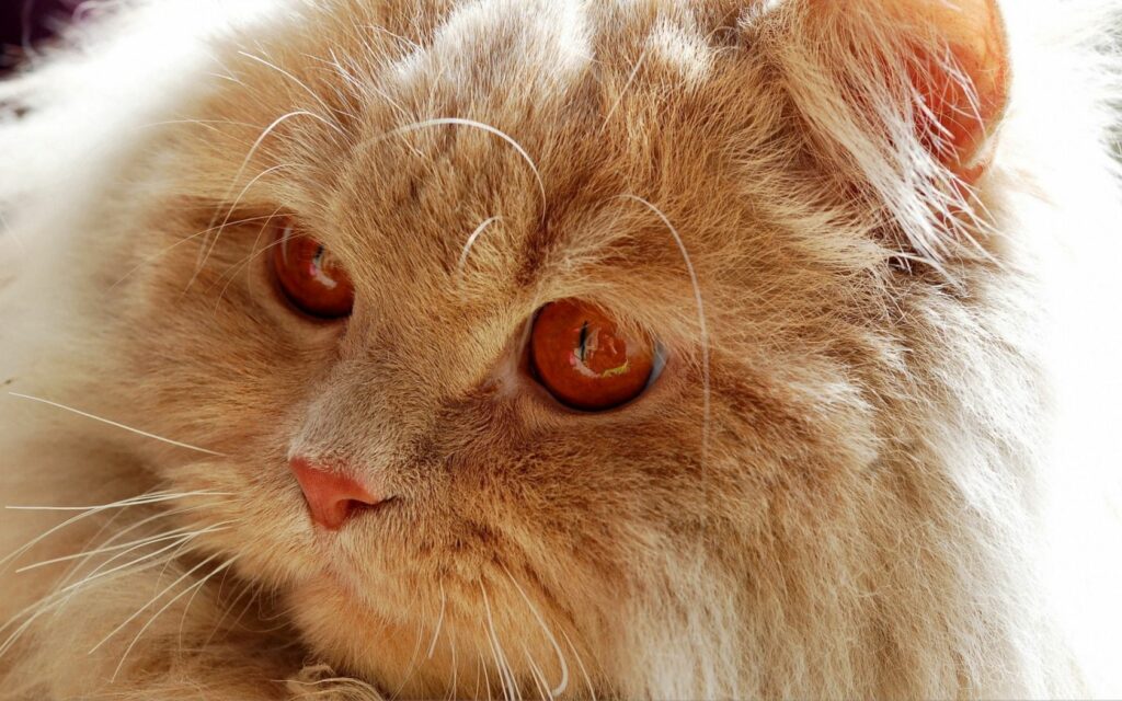 Fluffy Reddish Cat Close-Up Wallpaper for Cozy Desktop Background