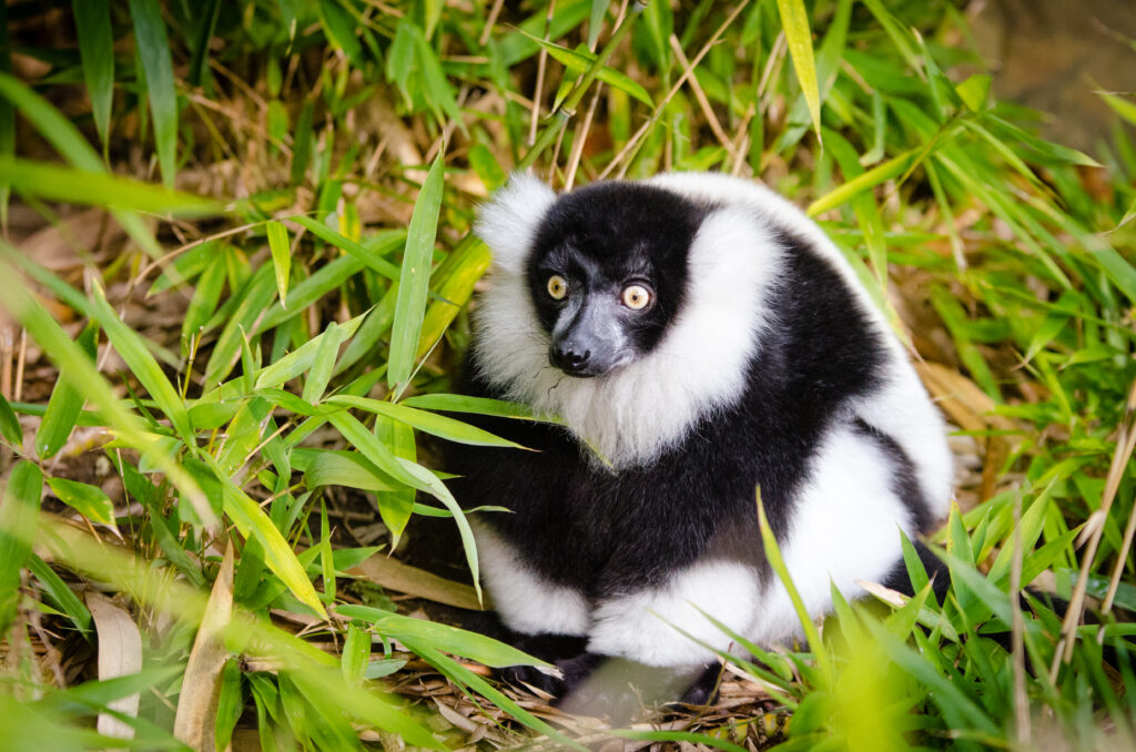 Fluffy Ruffed Lemur in Lush Green Foliage - Serene Nature Wallpaper