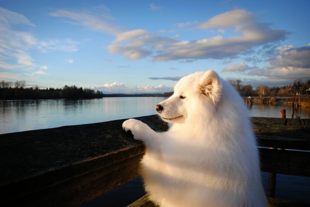 Serene Samoyed Dog Wallpaper: Fluffy Pup by a Tranquil Lake