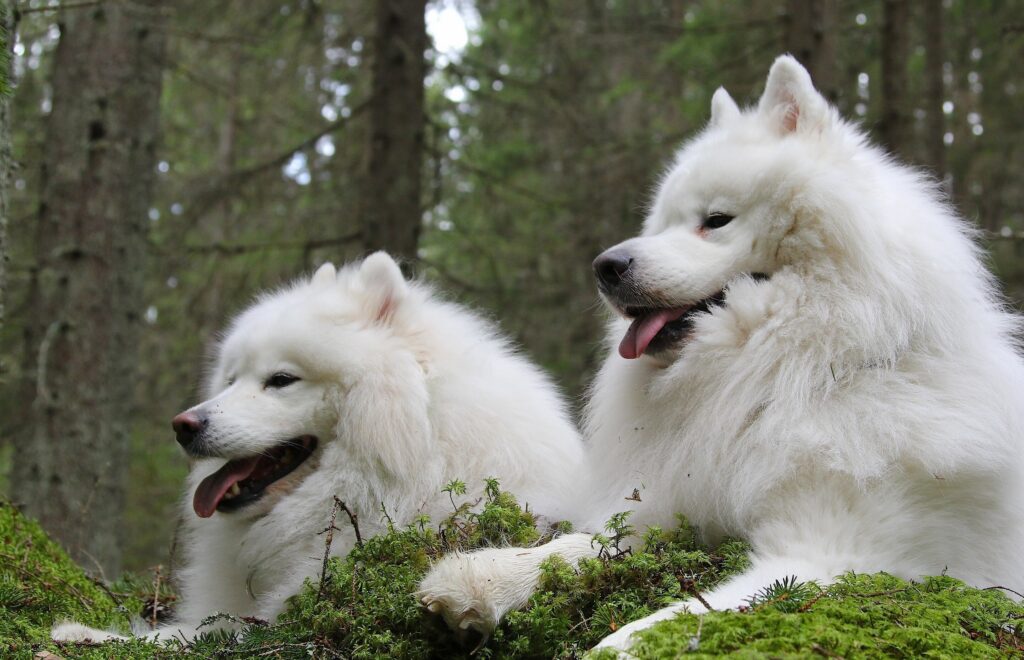 Peaceful Samoyed Dogs in Lush Green Forest Wallpaper Background
