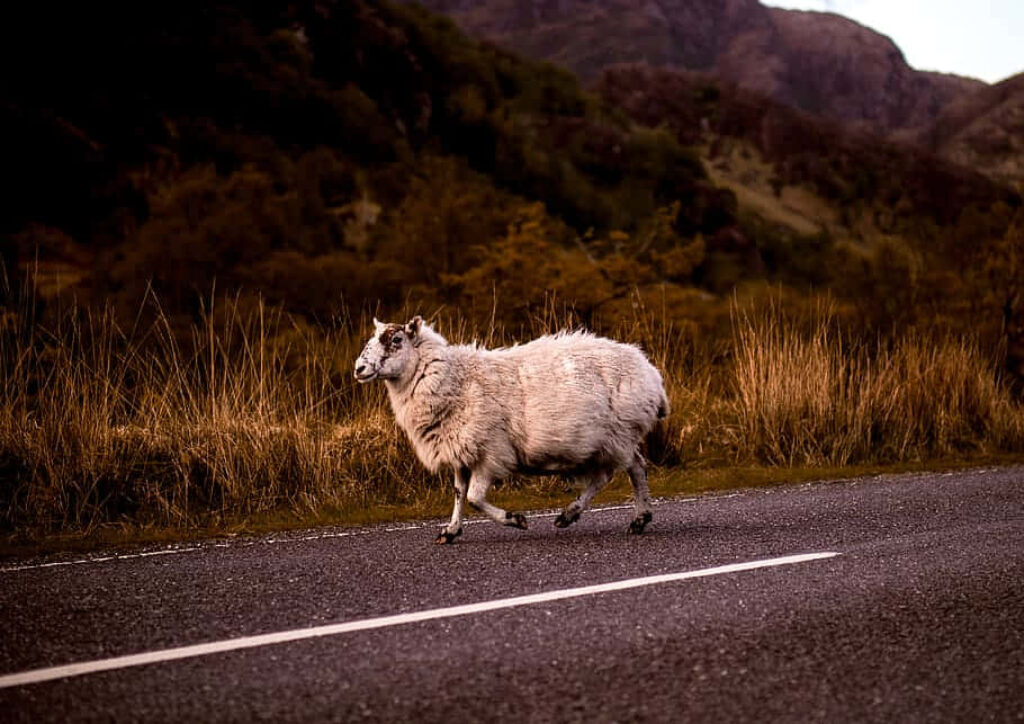Fluffy Sheep Crossing Road: Tranquil Mountain Landscape Background Wallpaper