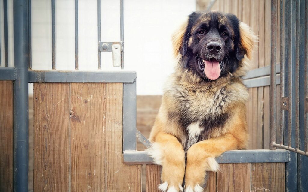 Fluffy Shepherd Dog Relaxing on Wooden Fence - Rustic Wallpaper