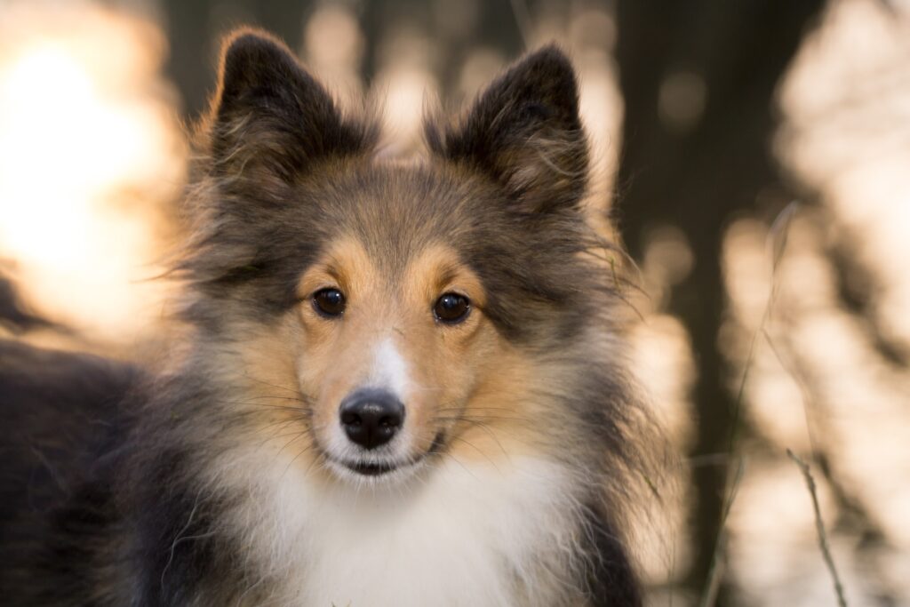 Fluffy Shetland Sheepdog Wallpaper: Serene & Gentle Background