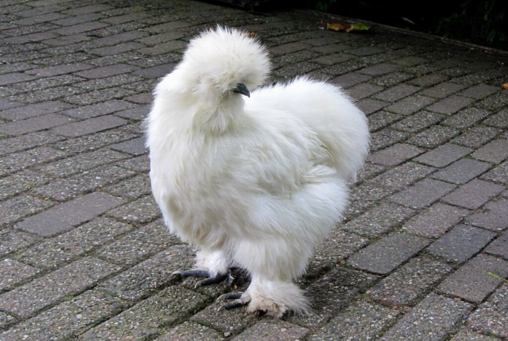 Fluffy Silkie Chicken on Cobblestone Path - Soft Silk-Like Feathers Wallpaper