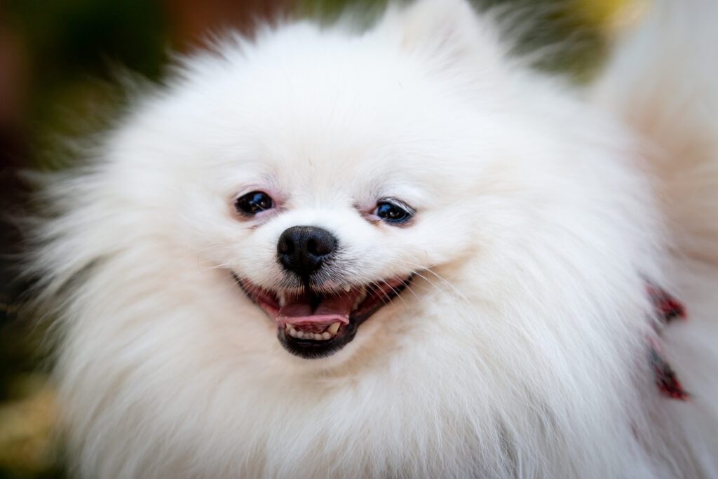 Playful Fluffy Dog Wallpaper: Joyful Moments with Soft Fur