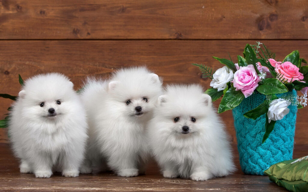 Furry Friendship: Three Adorable Spitz Pals Pose next to a Floral Accent on a Cozy Wooden Backdrop Wallpaper