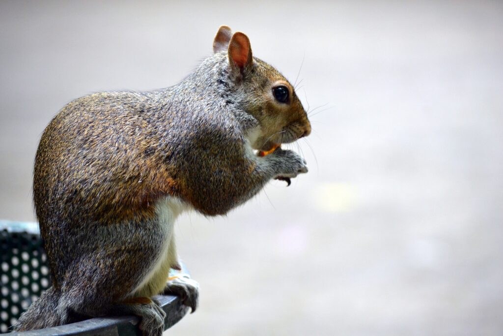 Fluffy Squirrel Eating with Arched Tail and Blurred Background Wallpaper