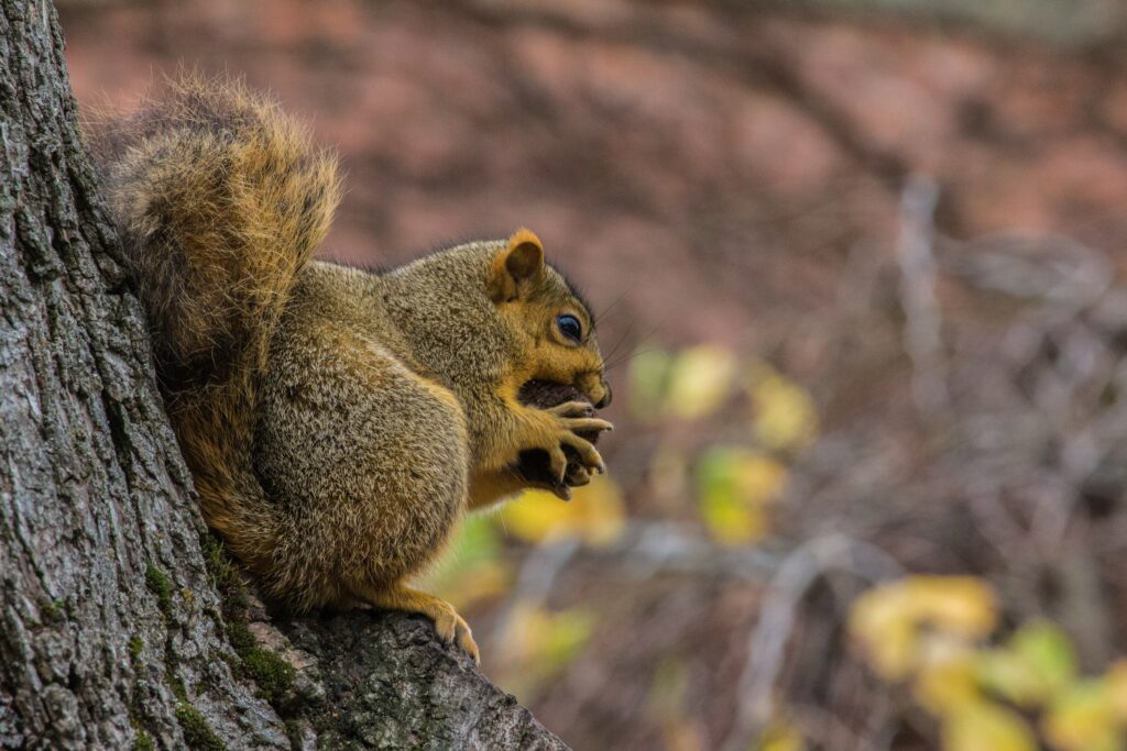 Fluffy Squirrel Nibbling Nut - High-Resolution Autumn Wallpaper