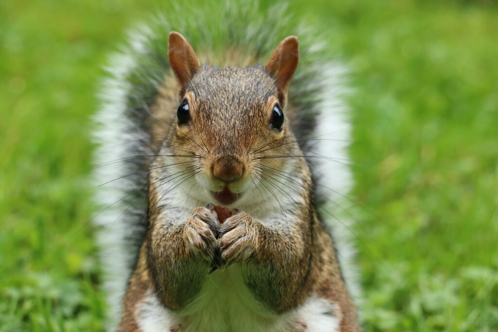 Charming Fluffy Squirrel Wallpaper on Vibrant Green Background