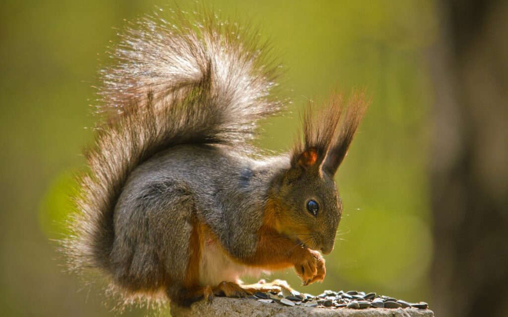 Fluffy Squirrel Nibbling Seeds in Soft Green Nature Background Wallpaper