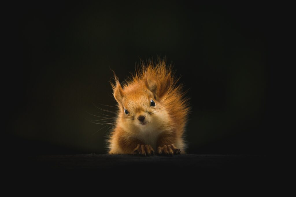 Vibrant Fluffy Squirrel Close-Up Wallpaper on Dark Background