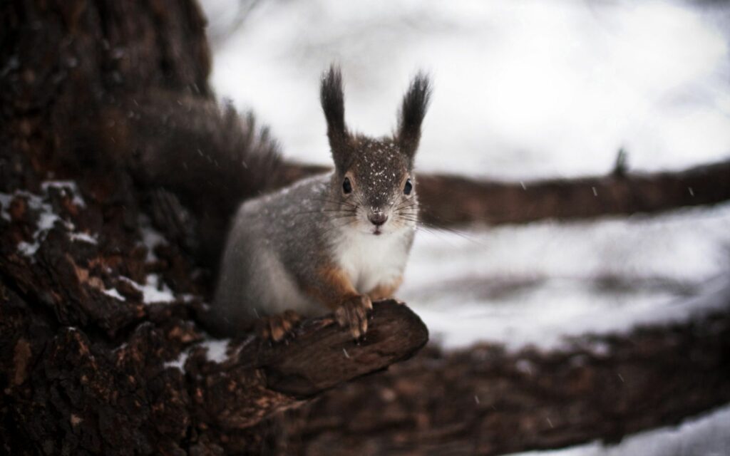 Winter Squirrel on Snowy Branch: Fluffy Fur and Tranquil Landscape Wallpaper